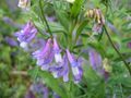 雨上がりの花びら